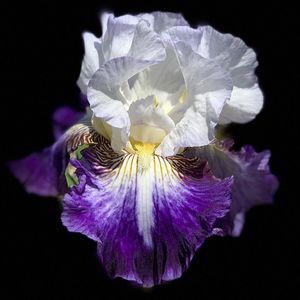 Meet your Posher, Richard